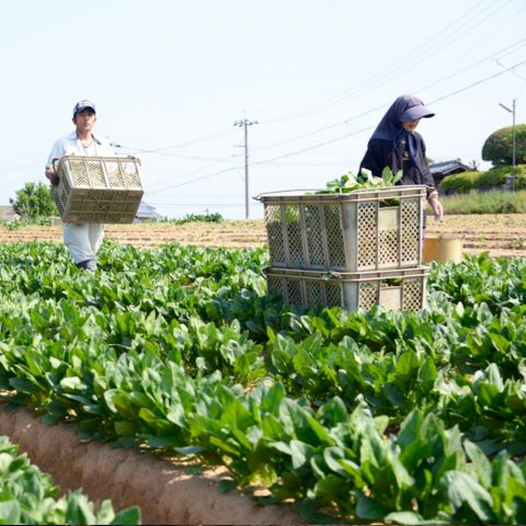 安高 吉明（あたか農園）