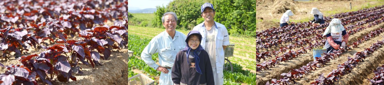 しそ・畑の様子