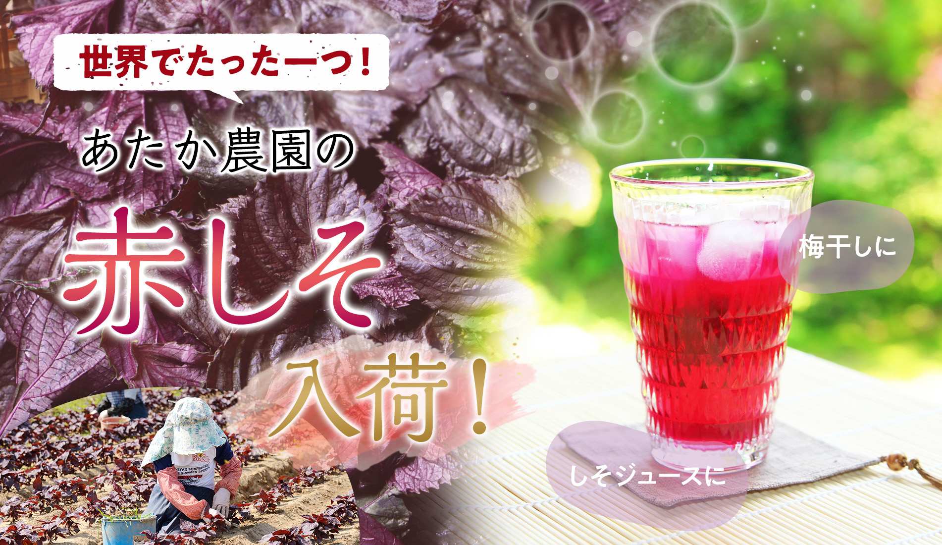 梅・赤しそのご予約