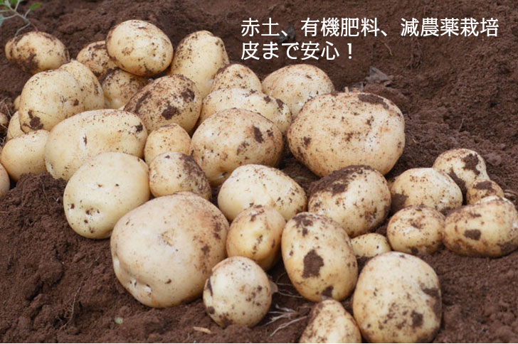 じゃがいも,ジャガイモ,出島