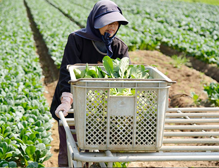 野菜・果物生産者写真