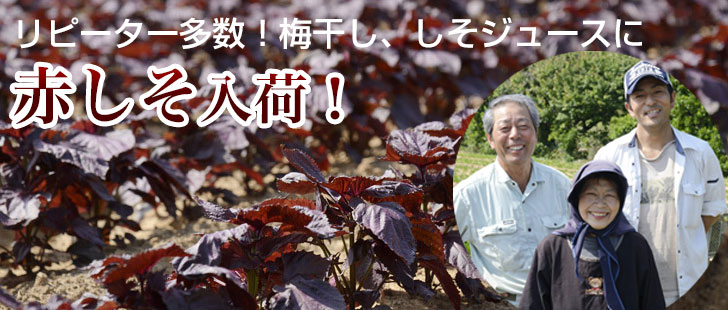 赤しそご予約開始
