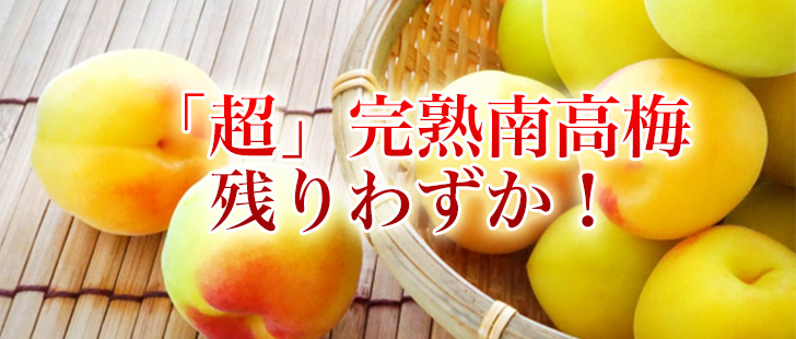 青梅、七折れ小梅、完熟南高梅のご予約