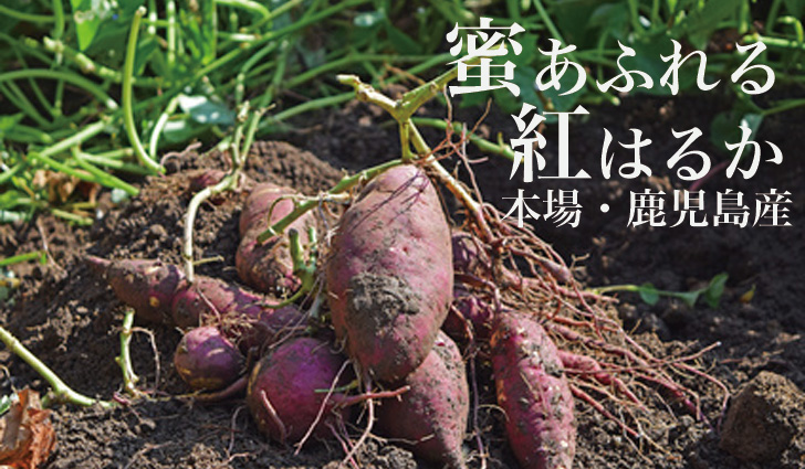 紅はるか